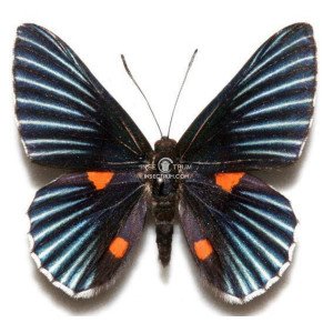 NECYRIA LARUNDA NECYRIA LARUNDA